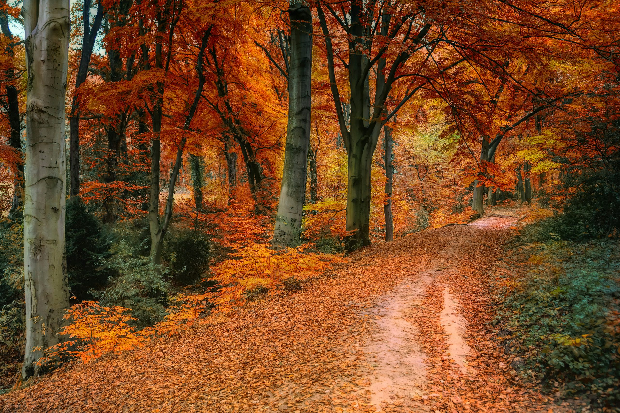 A road lined by trees with autumn leaves