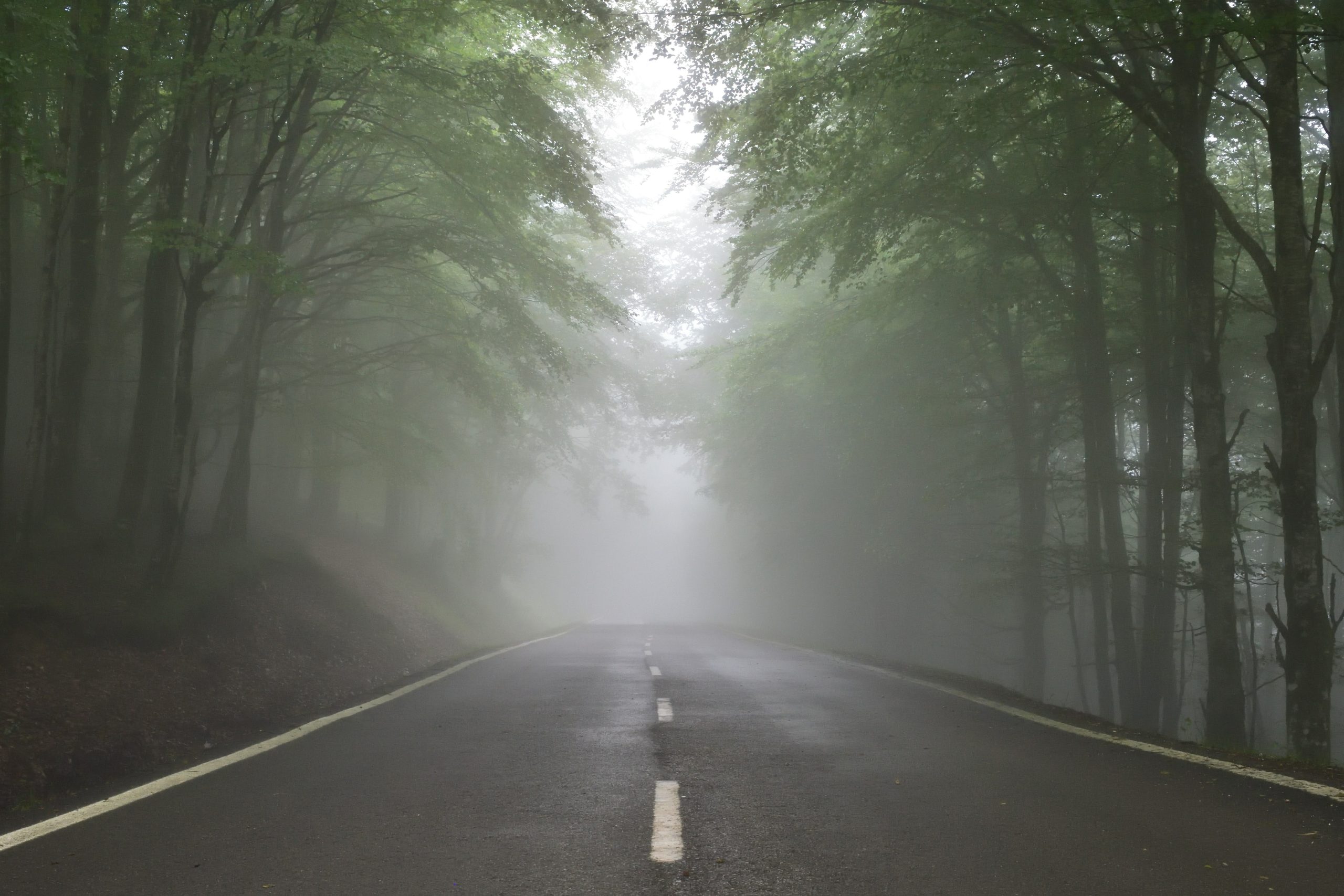 Paved road lined with trees leading into fog